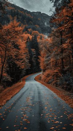 an empty road surrounded by trees with orange leaves