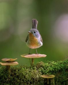 a small bird sitting on top of a mushroom covered ground with moss growing around it