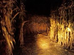 a dirt road surrounded by trees at night