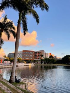 a palm tree sitting next to a body of water