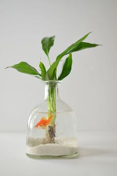 a goldfish in a glass vase filled with sand and green leafy plants on the side