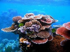 an underwater view of corals and seaweed in the blue water with caption red sea