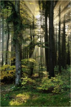 sunlight shining through the trees in a forest