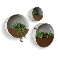 three round planters with succulents in them