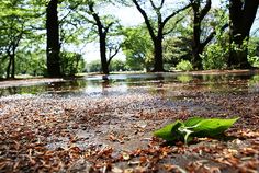 a leaf is laying on the ground in front of some water and trees with an inspirational quote