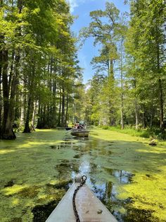 people are riding in a boat on the water near some trees and green mossy grass