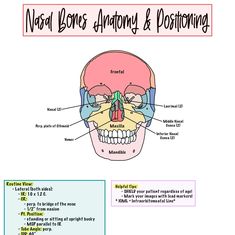 the bones and their corresponding structures are labeled in this diagram, which shows the location of each