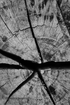 the cross section of an old tree trunk