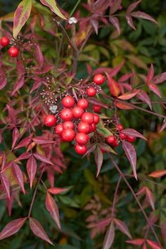 some red berries are growing on the tree