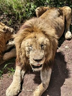 a lion laying on the ground next to another animal