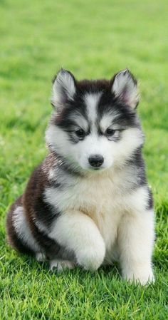 Siberian Husky Puppies Malamute Puppies, Cute Dogs Images, Really Cute Puppies