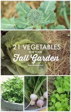 some vegetables that are growing in the ground and on top of each other with text overlay