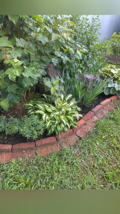 the garden is full of green plants and flowers