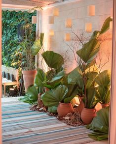 there are many potted plants on the floor next to each other in this room