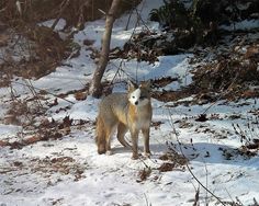 a fox standing in the snow next to some trees