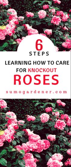 pink roses with the title 6 steps learning how to care for knockout roses