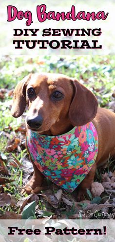 a dachshund dog wearing a bandana sitting in the grass with text overlay