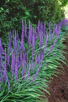 purple flowers are growing along the side of a dirt path in front of some trees