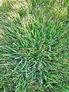 the top view of a green grass plant