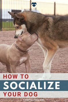 how to socialize your dog Dog Training At Home, Neighborhood Walk, Socializing Dogs, Excited Dog, Dog Training Books, Puppy Friends, House Training Dogs, Dog Training Techniques