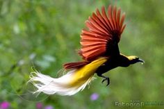 a bird with red, yellow and white feathers is flying in the air over flowers