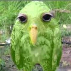 a close up of a green bird with big eyes