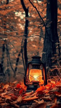 a lantern in the woods with leaves on the ground and trees around it, all lit up