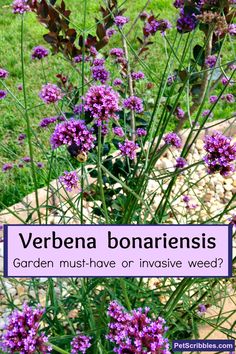 Verbena Flower, Verbena Plant, Verbena Bonariensis, Backyard Gardens, Myrtle Tree, Garden Therapy, Gardening Projects, Perennial Flowers, Short Plants