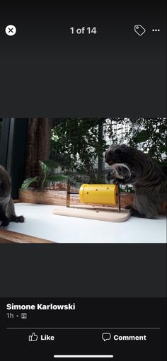 two cats sitting on top of a window sill