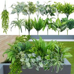 an assortment of plants are shown in different stages of growing from the top to the bottom