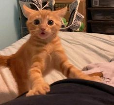 an orange cat sitting on top of a bed