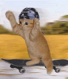 an orange cat riding on top of a skateboard in front of a yellow field