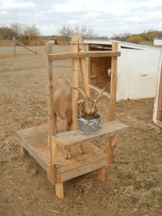 a horse eating out of a bucket on top of a wooden stand in an open field