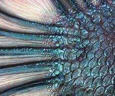 the back side of a peacock's head with its feathers spread out and it is blue