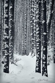 black and white photograph of snow covered trees in the woods with footprints on the ground