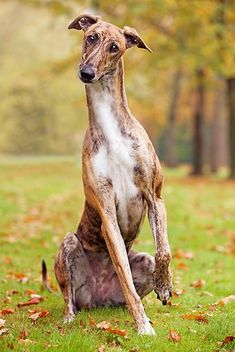 a brown and white dog sitting on top of a lush green field covered in leaves