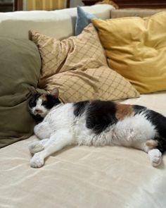 a black, white and brown cat laying on top of a bed next to pillows