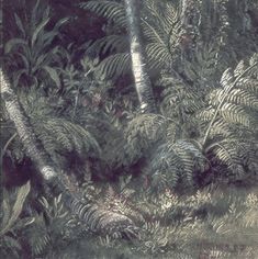 an image of a forest scene with trees and ferns