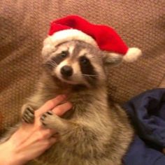 a raccoon wearing a santa hat on top of it's head while being petted by someone