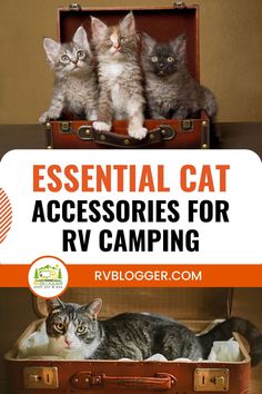 three kittens sitting in an old suitcase with the words essential cat accessories for rv camping