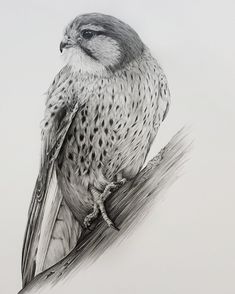 a pencil drawing of a bird sitting on a branch