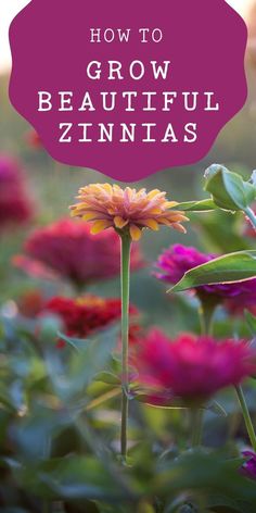 flowers with the words how to grow beautiful zinnas