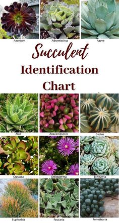 different types of succulents and plants with text overlay that reads, how to select the best identification chart