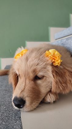 a brown dog with yellow flowers in its hair