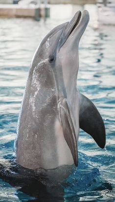 a dolphin swimming in the water with its mouth open