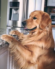 a golden retriever dog standing on its hind legs