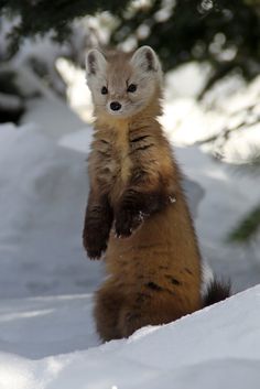 a small animal standing on its hind legs in the snow