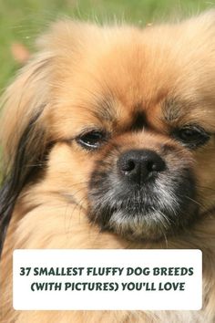 a small brown dog sitting on top of a lush green field with text overlay