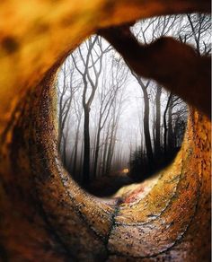 a person's hand is seen through a hole in the ground with trees and dirt