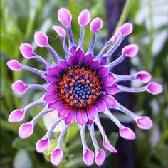 a purple flower with orange center surrounded by green leaves